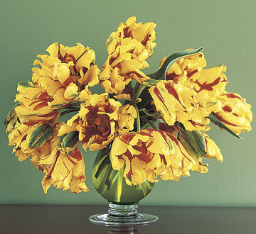 Parrot tulips