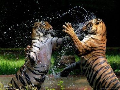 Cat Fight At Play!! Cat Fight At Play!!