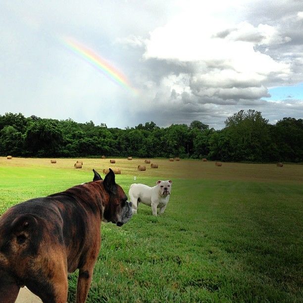 Boxers Enjoy Rainbow Boxers Enjoy Rainbow