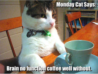 Monday cat