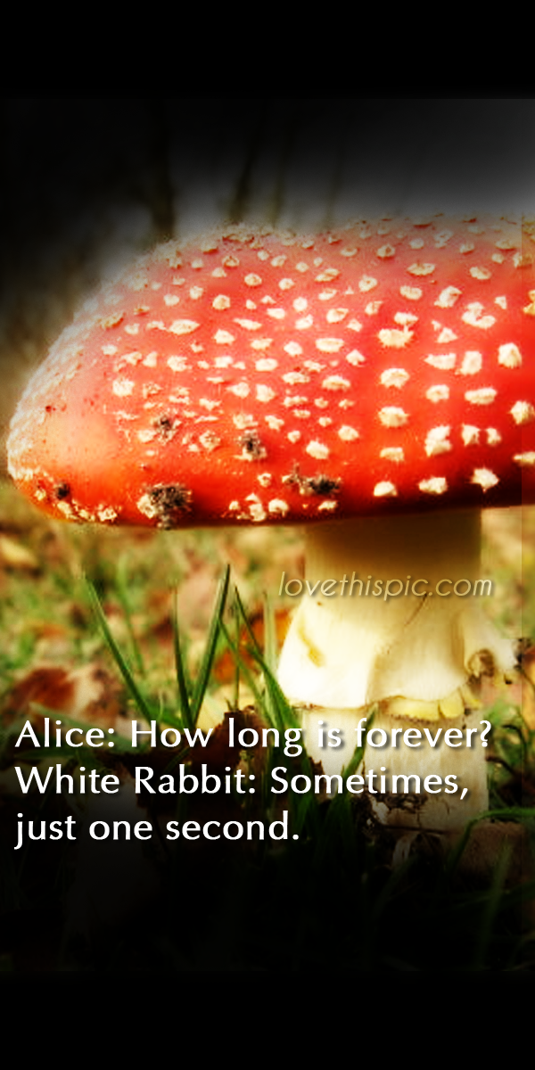 Alice Alice
