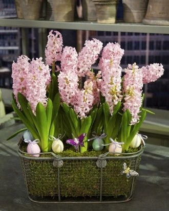 Spring bulb arrangement