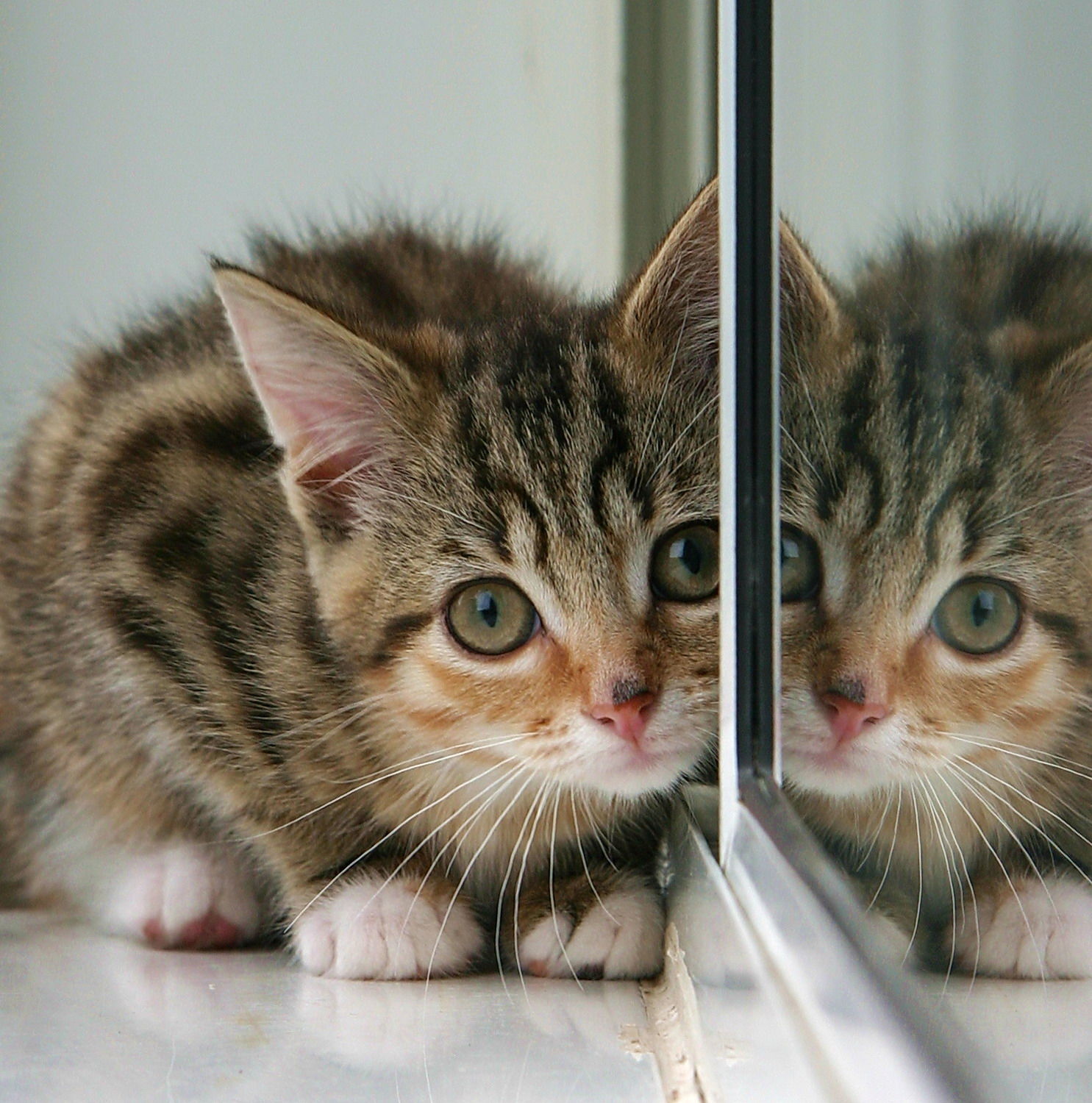 Mirror