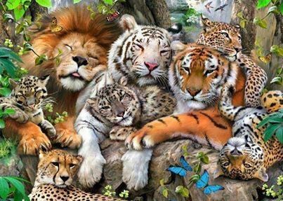 Safari Sleepover!! Safari Sleepover!!