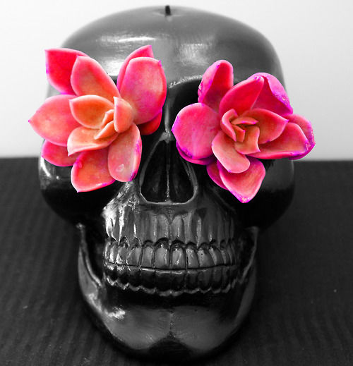 Skull succulents