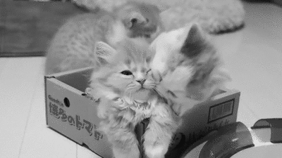 Kitty attack