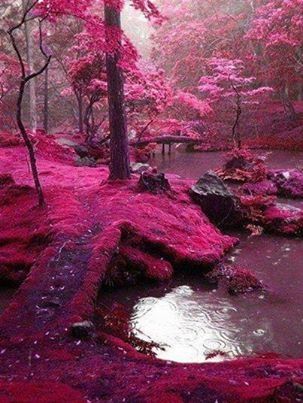 Fuschia Pink Trail!! Fuschia Pink Trail!!