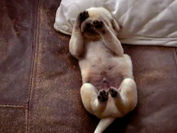 Tired pup