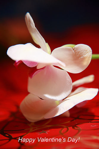 Happy Valentines Day