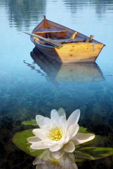 Lotus flower Lotus flower