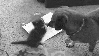 Dog and Kitten