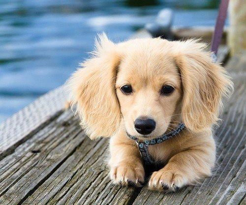 Sweet Puppy Sweet Puppy