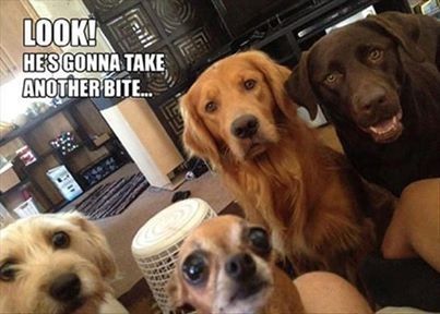 hungry dogs