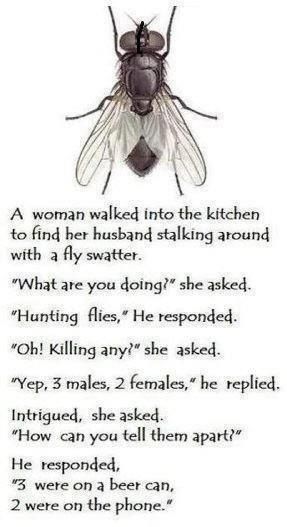 killing flies killing flies