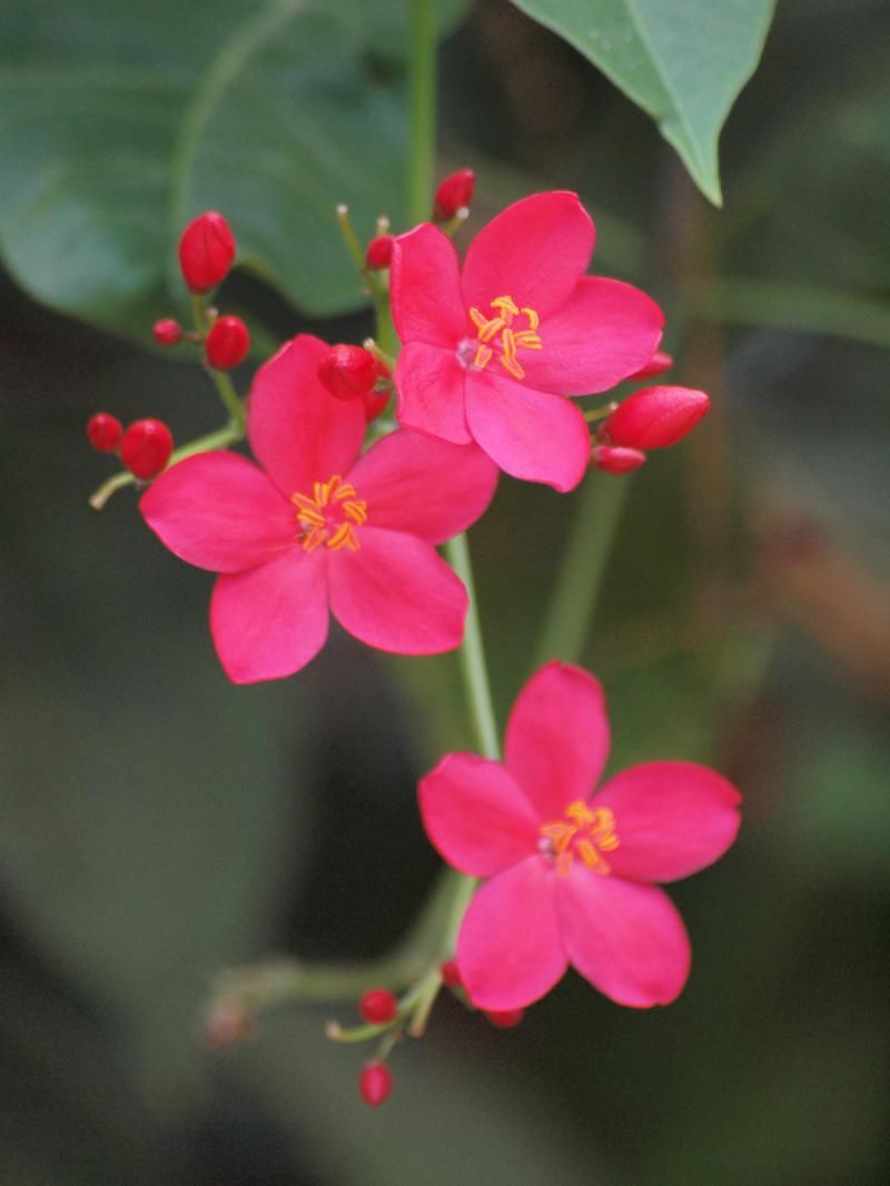 Tiny Pink Flowers