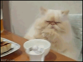 Funny Cat Funny Cat