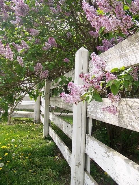 Purple Lilacs Along White Fence Purple Lilacs Along White Fence