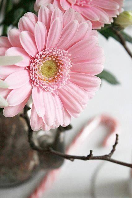 Pink Gerber Daisies Pink Gerber Daisies