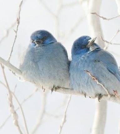 Pair of Blue Birds Pair of Blue Birds