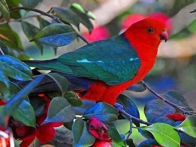Australian King Parrot!! Australian King Parrot!!