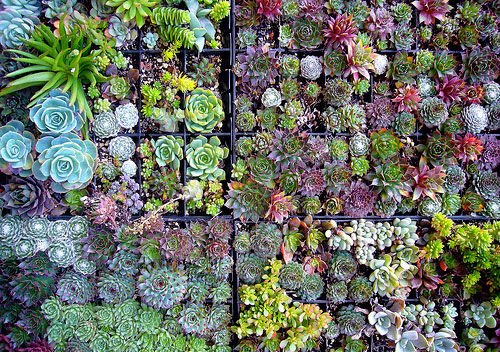 Succulent Mural