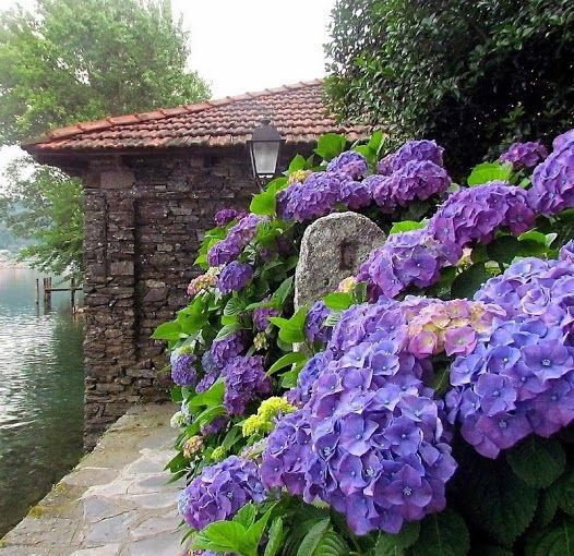 Purple Hydrangeas