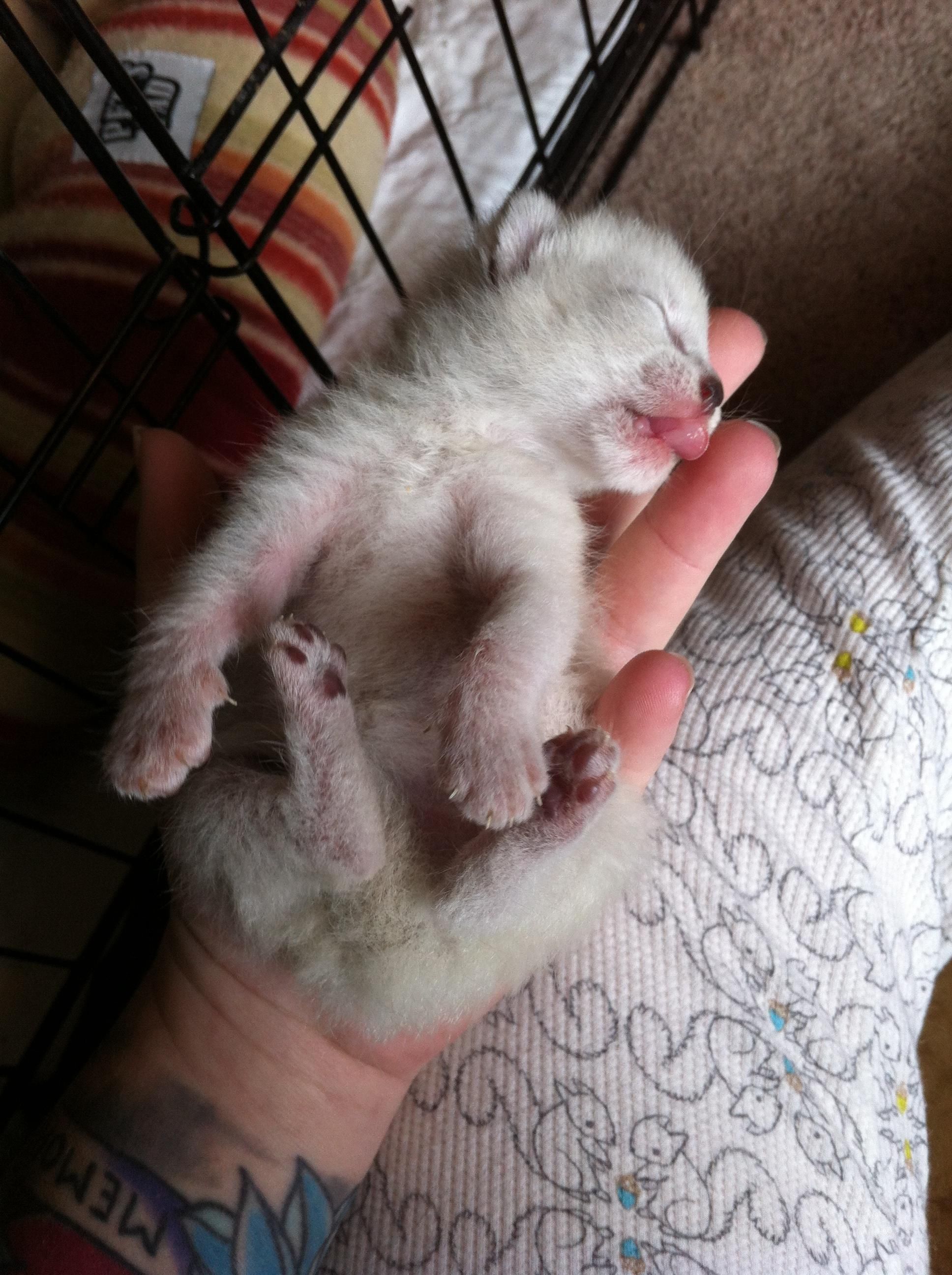 Little Kitty Little Kitty