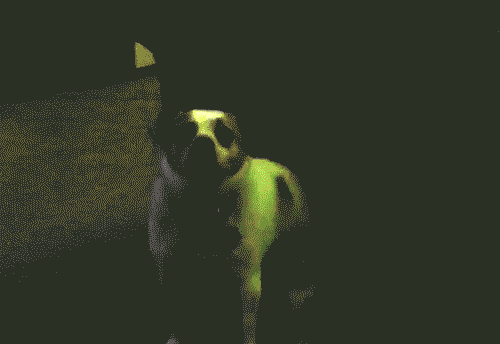 disco dog disco dog