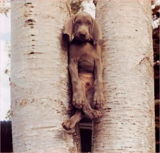 Stuck Dog Stuck Dog
