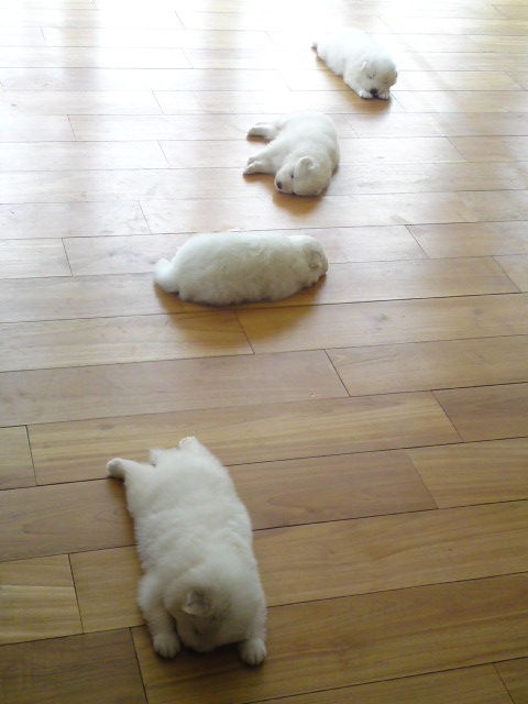 sleeping puppies sleeping puppies