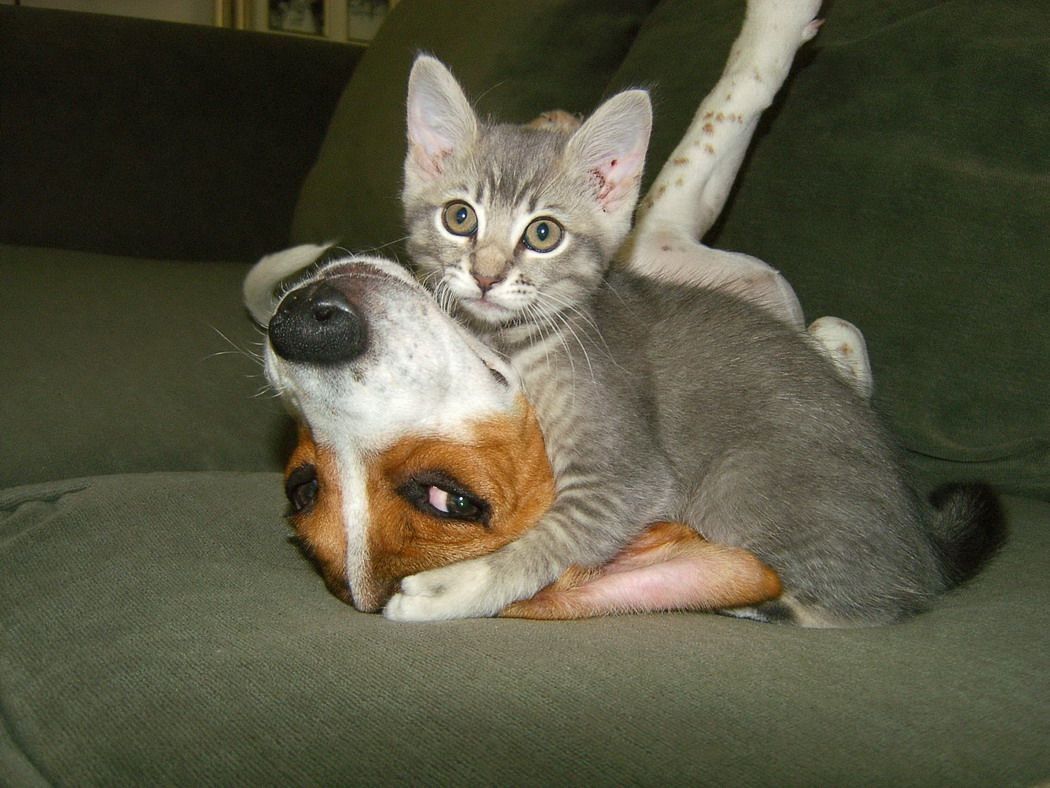Cat and Dog Cat and Dog