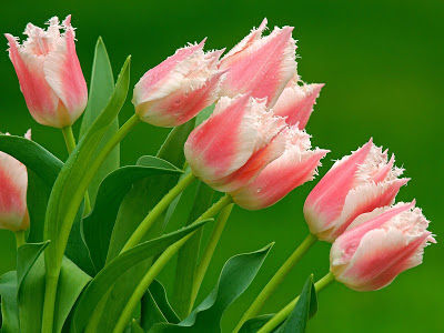 Pink and White Tulips Pink and White Tulips
