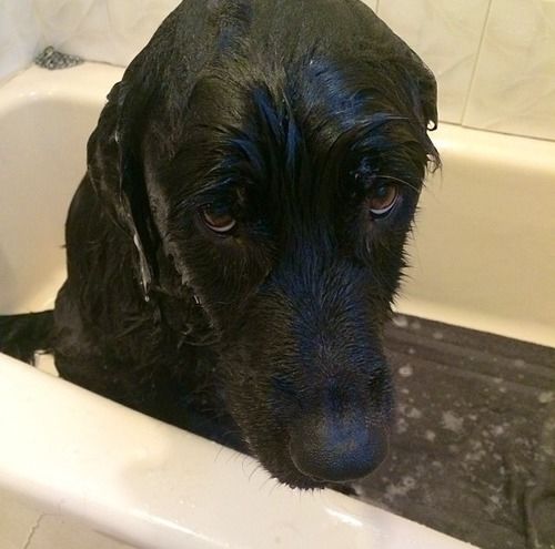 no more baths please no more baths please