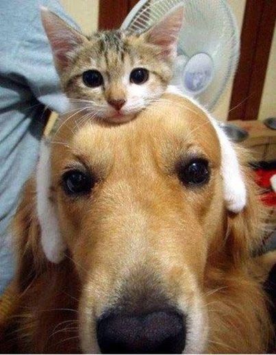 Dog and Kitten
