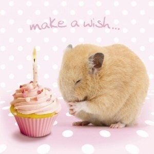 Make a Wish