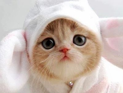 Kitty in Bunny Suit