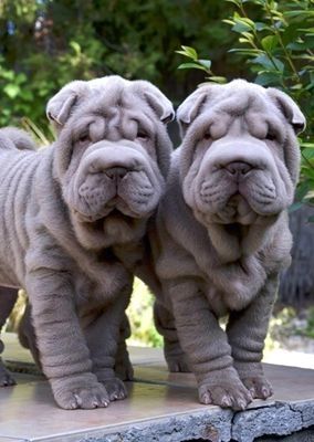 Pair of Shar Pei Pair of Shar Pei