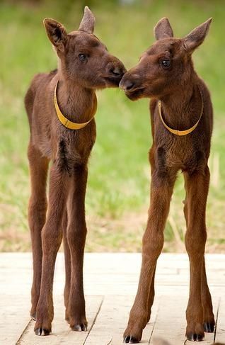 Moose Babies Moose Babies