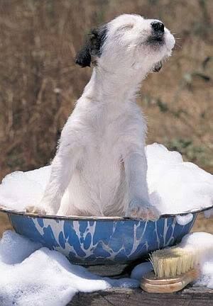 Bath Howl Bath Howl