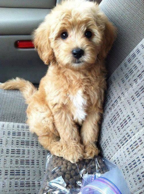 Sitting Pretty