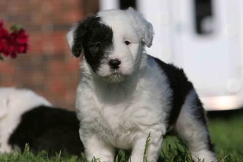 Border Collie Puppy