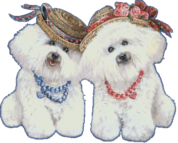 Bichon Frise Gif