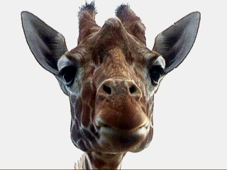 Chewing Giraffe