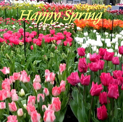 Happy Spring Happy Spring