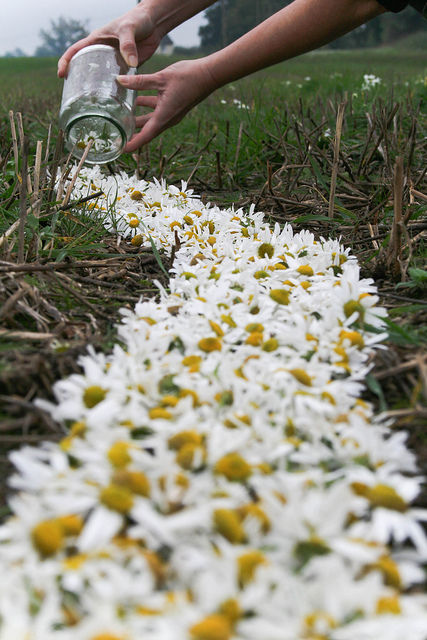 Jar of daisies