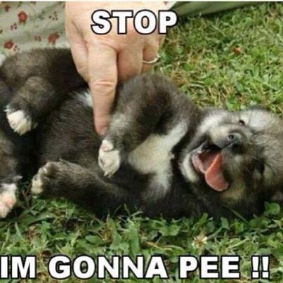 Im gonna pee