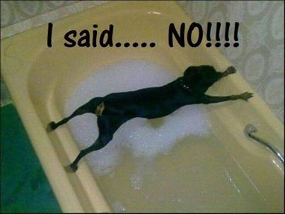 I said no I said no