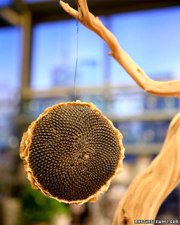Sunflower bird feeder