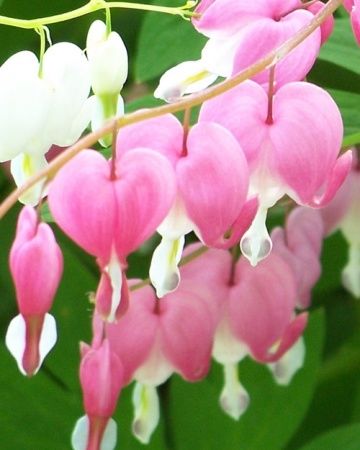 Pink bleeding hearts Pink bleeding hearts