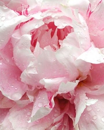 Pale pink peony